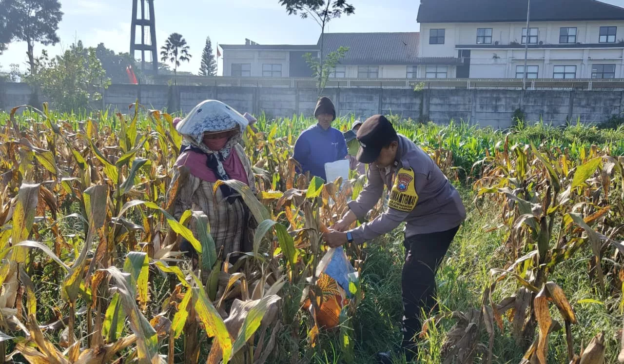 Dukung Ketahanan Pangan Nasional, Polresta Malang Kota Panen 2,5 Ton Jagung Bersama Gapoktan