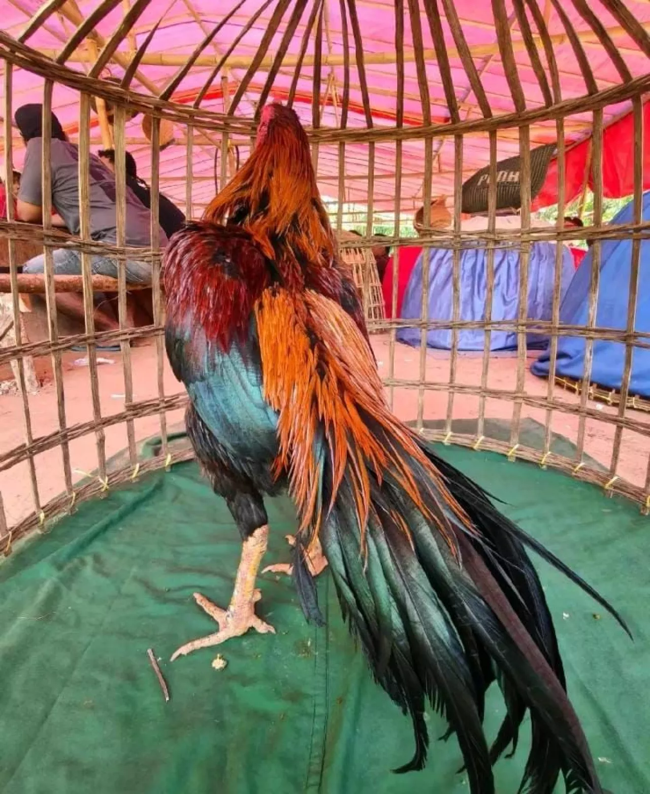 Aktivitas Perjudian sabung ayam di wilayah Sumenep Desa Campor Sangat Meresahkan Warga