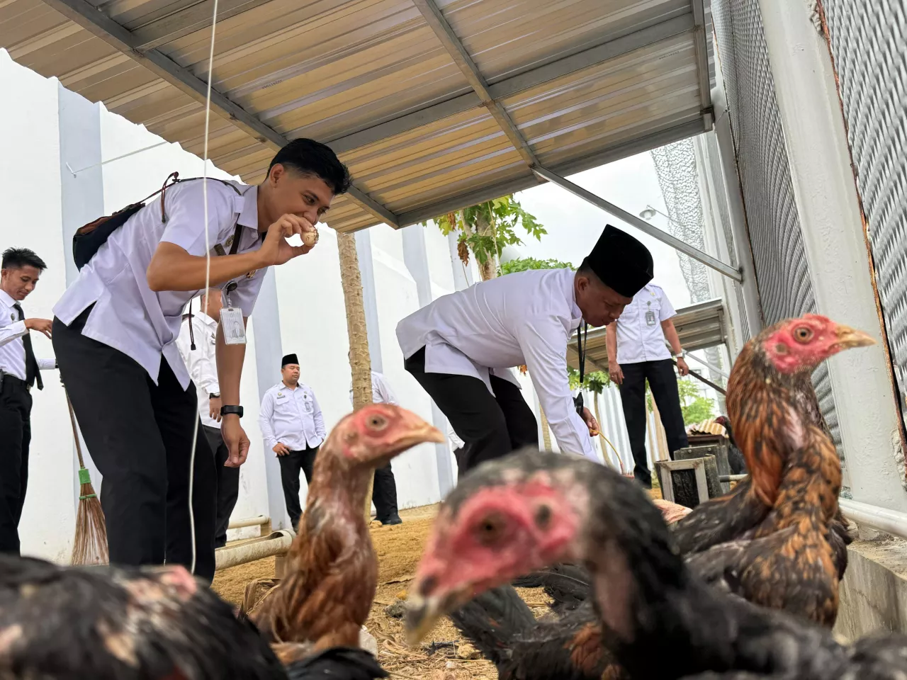 Panen Perdana Telur Ayam Kampung, Lapas Narkotika Pamekasan Wujudkan Dukungan terhadap Ketahanan Pangan Nasional