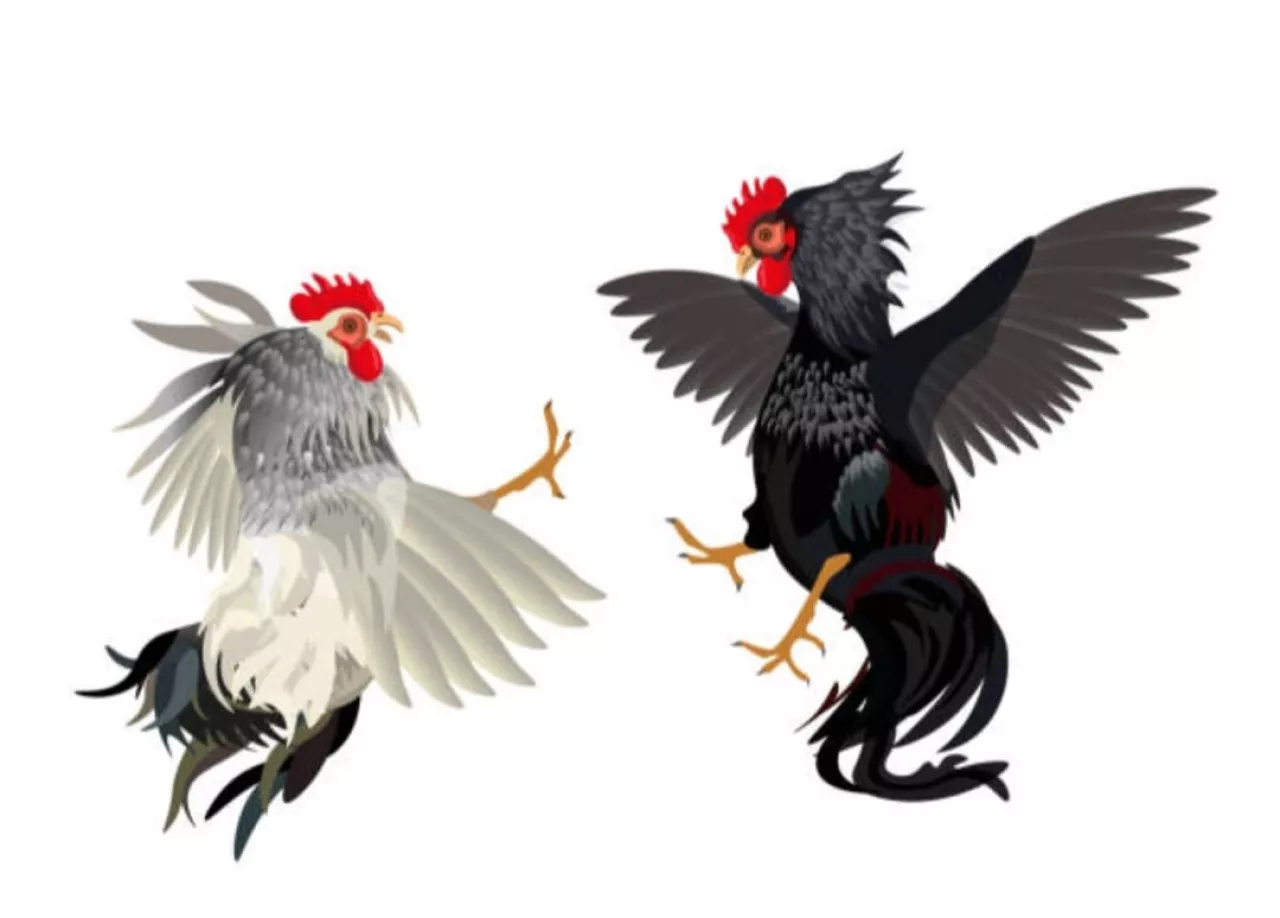 Sabung Ayam Desa Besuk, Sumber Suko Lumajang Semakin Bebas, Kapolres Harus Tegas