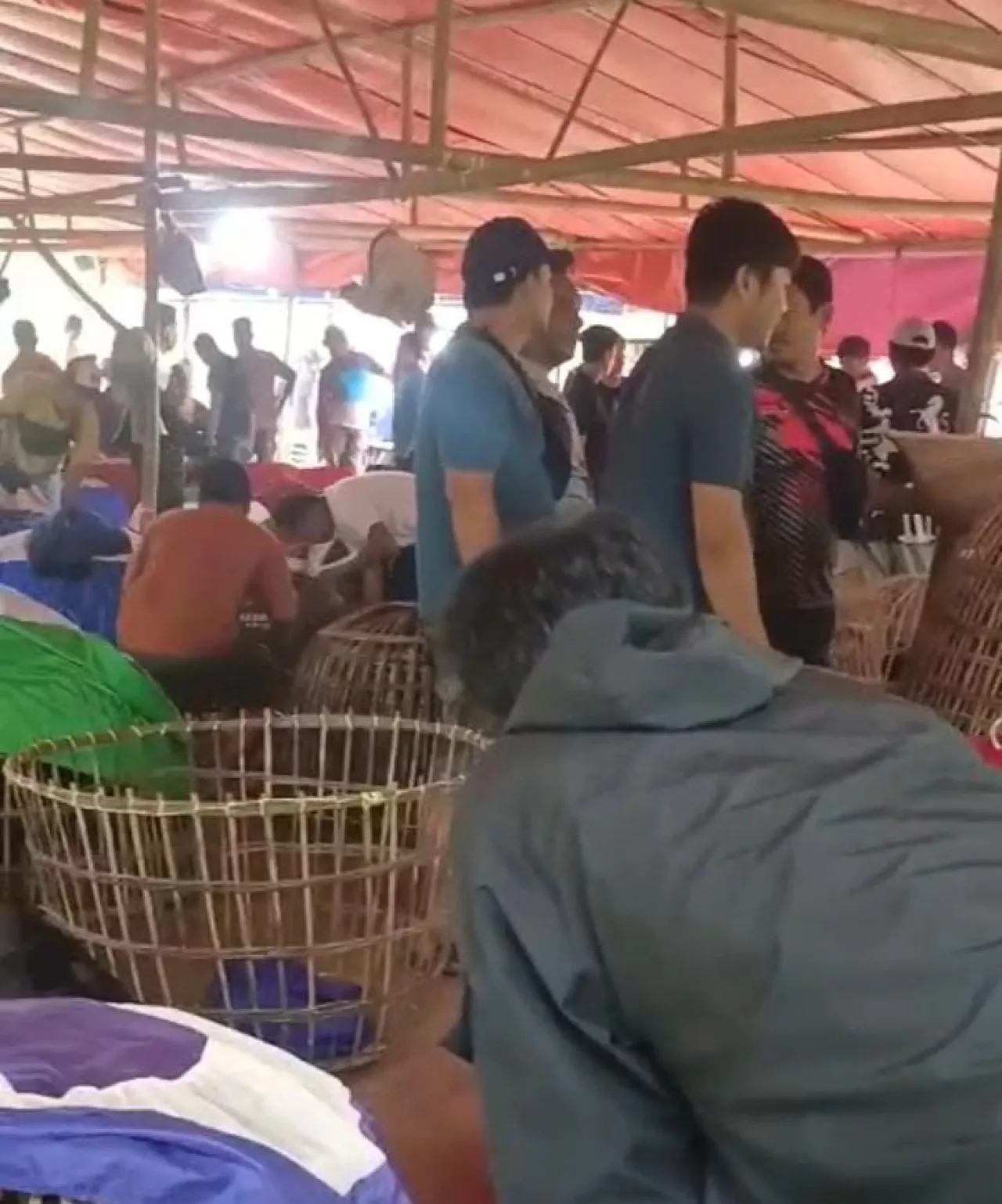 Aktivitas Sabung Ayam di Desa Kasengan Manding Disorot, Aparat Dinilai Tak Bertindak