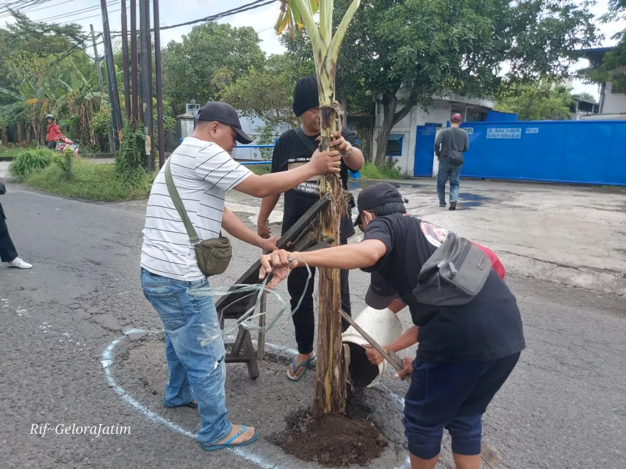 Tanam Pohon Pisang di Jalan Berlubang, Pemuda Pancasila PAC Taman Protes Kerusakan Sadang–Kletek
