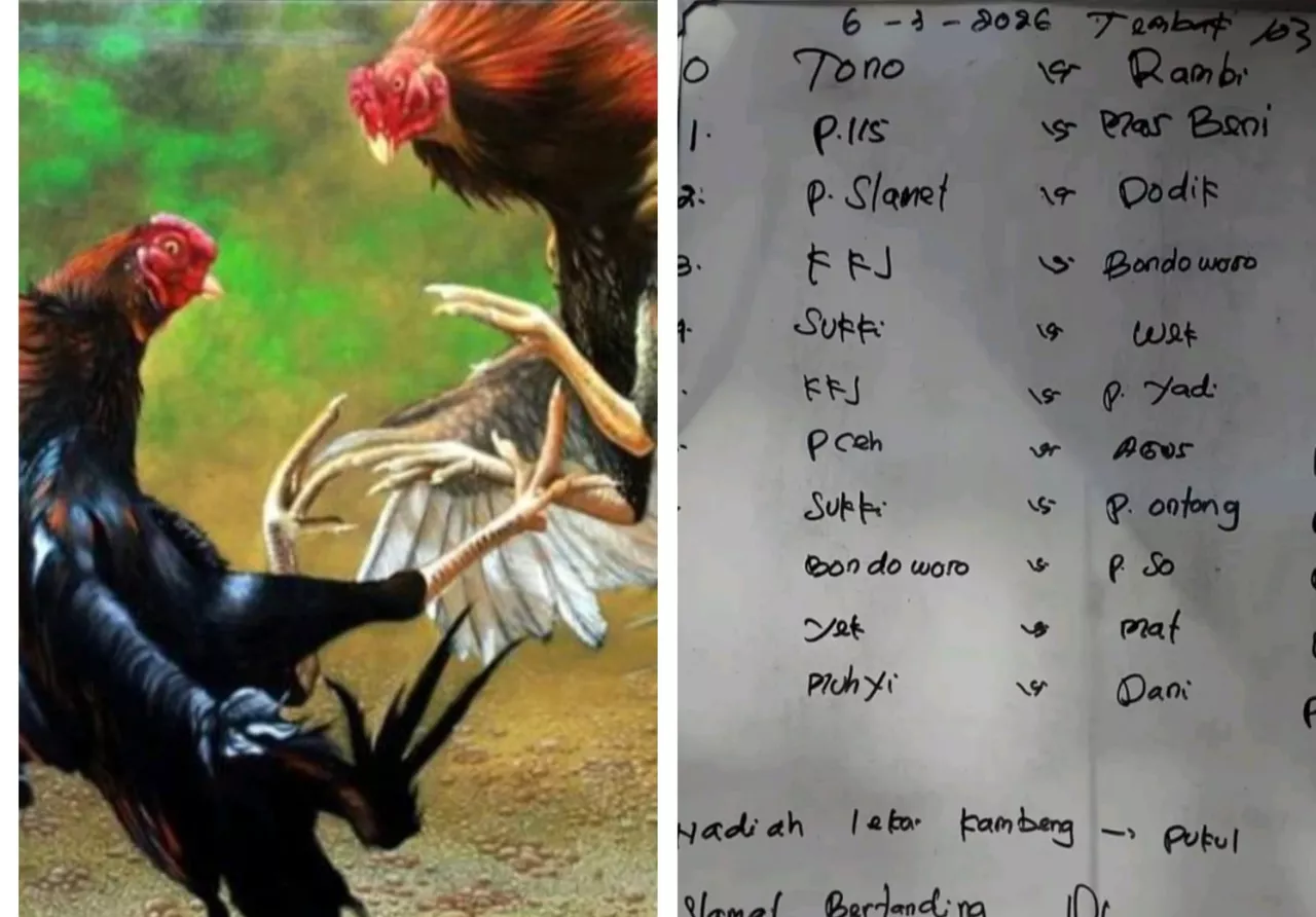 Tidak Indahkan Bulan Suci Ramadhan Sabung Ayam si Dusun Tegal Boto Kidul Semakin Ramai